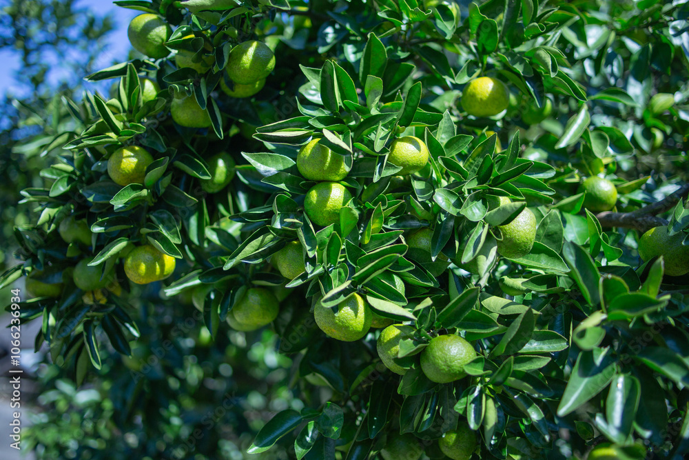 Fototapeta premium 柚香（ゆこう）