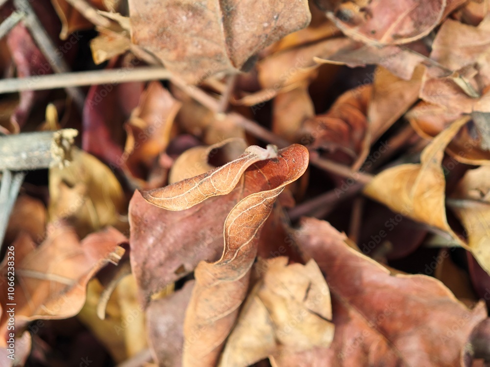 Fototapeta premium dry leaves on the ground
