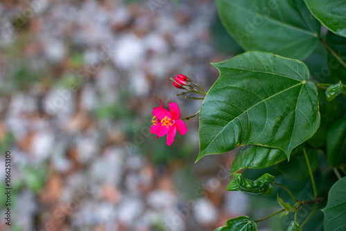 Pink Flower and Leaves