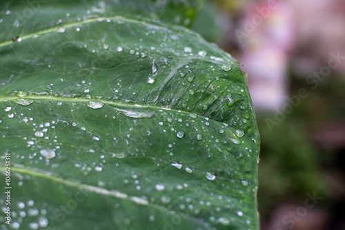 Rain drops on a leaf