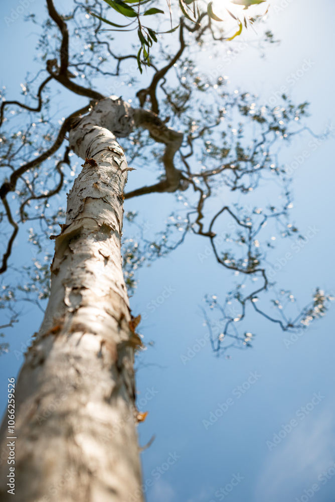 Fototapeta premium Green leaves against a blue sky background