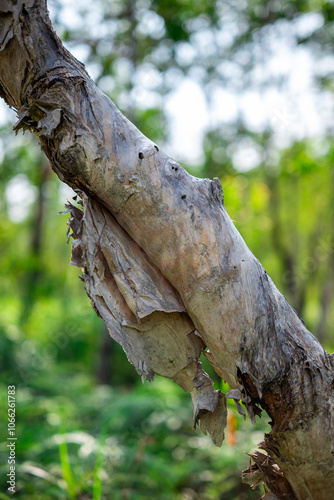 The tree bark exfoliates naturally. Eucalyptus tree. photo