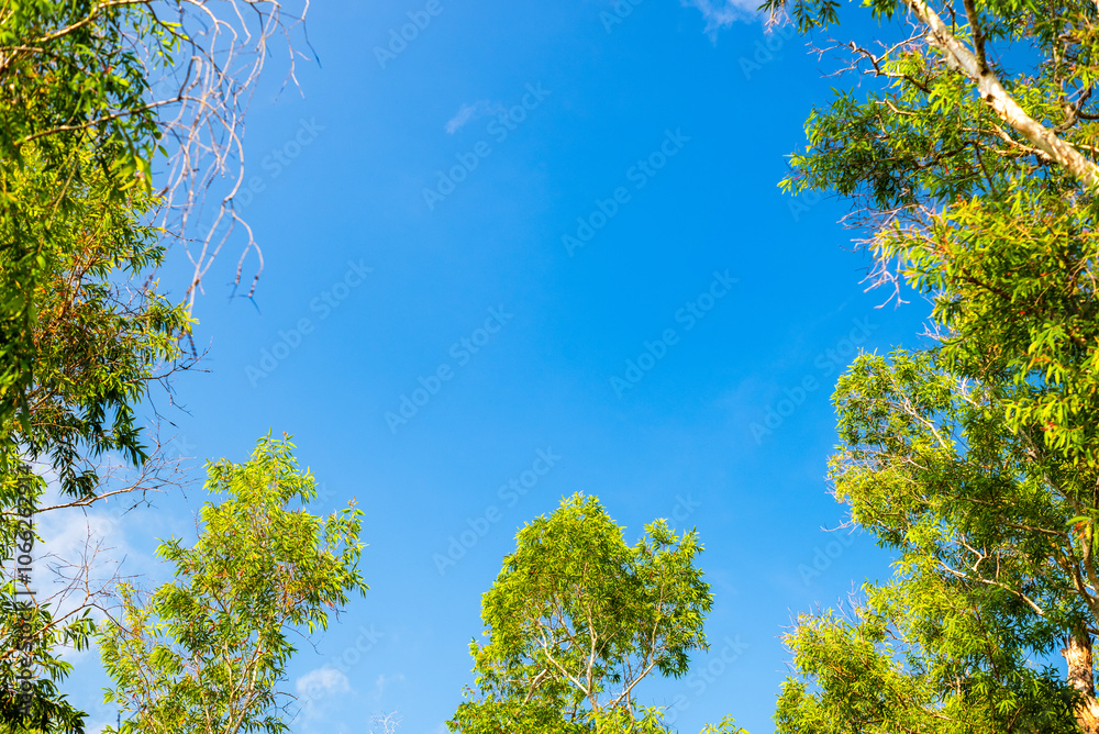 Green leaves against a blue sky background Green leaves against a blue sky background