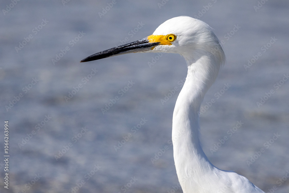 snowy egret in the wind snowy egret in the wind