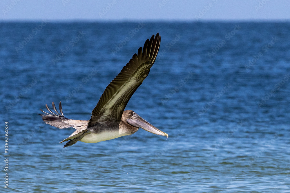 Naklejka premium pelican in flight