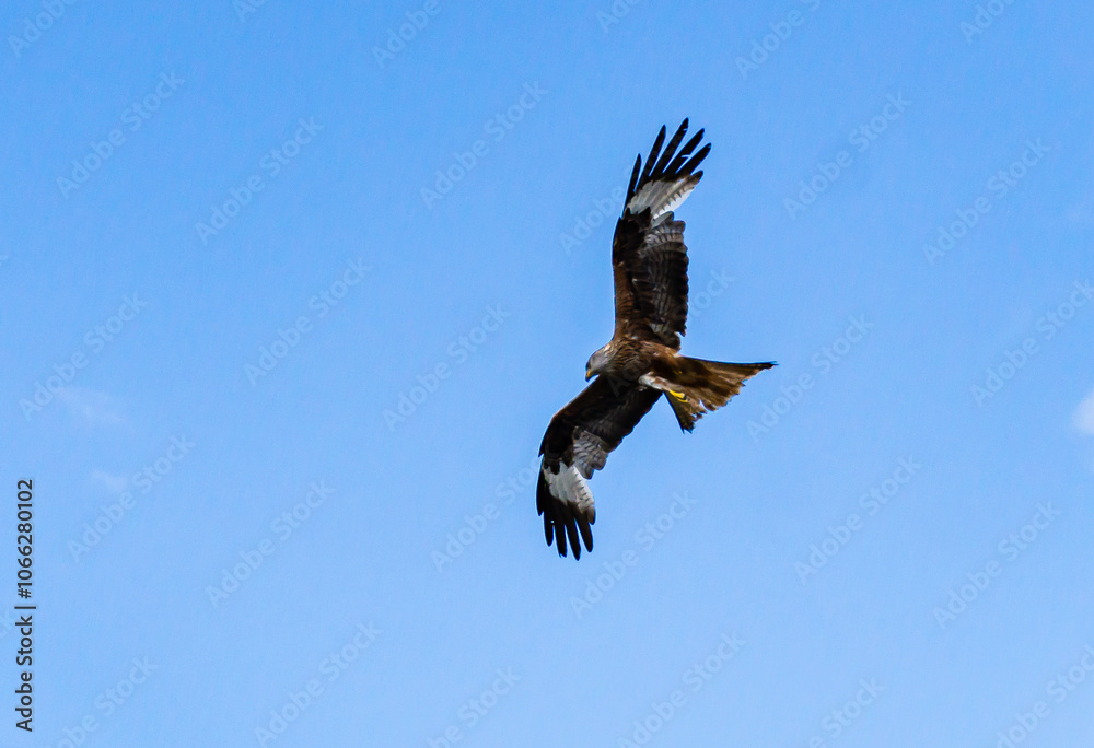 Fototapeta premium Falke im Flug