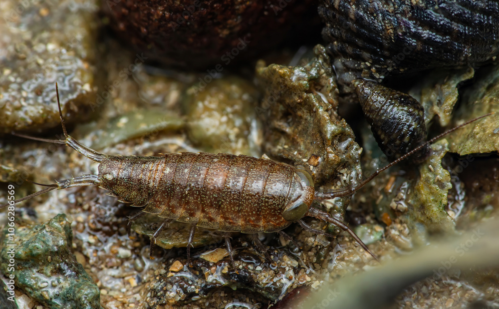 Sea Roach crawling on rocks in intertidal zone. Sea Roach crawling on rocks in intertidal zone.