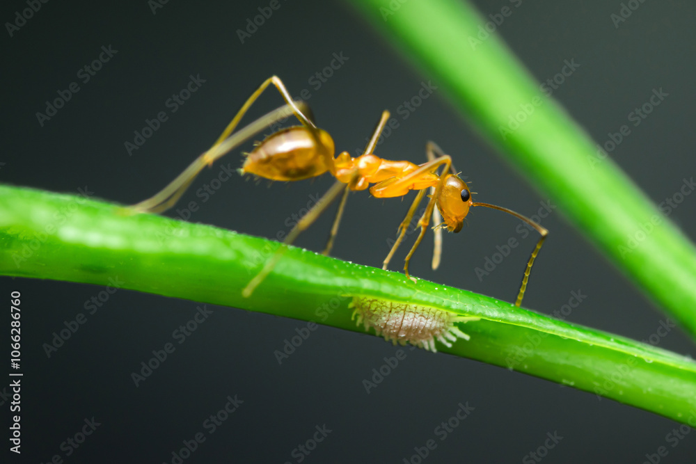 Naklejka premium Weaver ant exploring a green plant stem and mealybug.