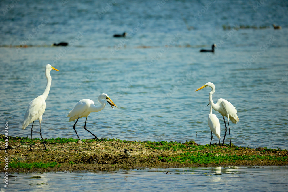 Obraz premium egrets on lakeside shoreline 