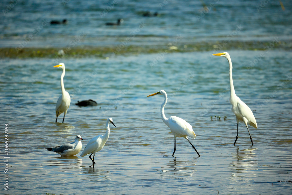 Obraz premium egrets on lakeside shoreline 