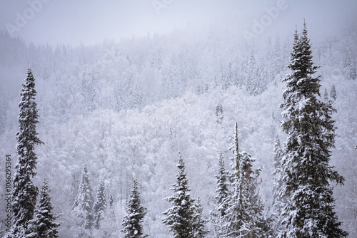 snowy forest