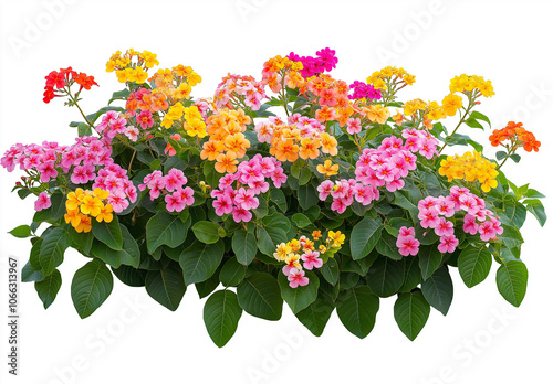 bouquet of colorful flowers isolated