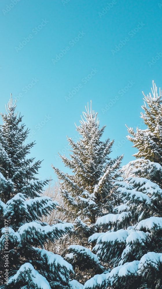 Snow-covered pine trees against clear blue winter sky Snow-covered pine trees against clear blue winter sky