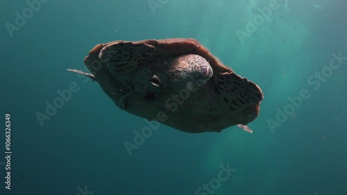 The hawksbill sea turtle (Eretmochelys imbricata) shows penis from cloaca for a seconds
