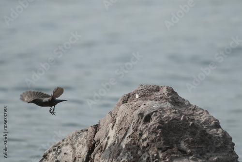 blue rock thrush in a field photo