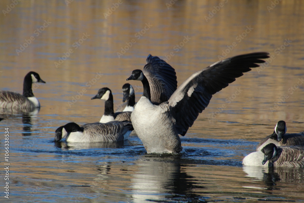 Obraz premium Wings Of The Goose, Pylypow Wetlands, Edmonton, Alberta