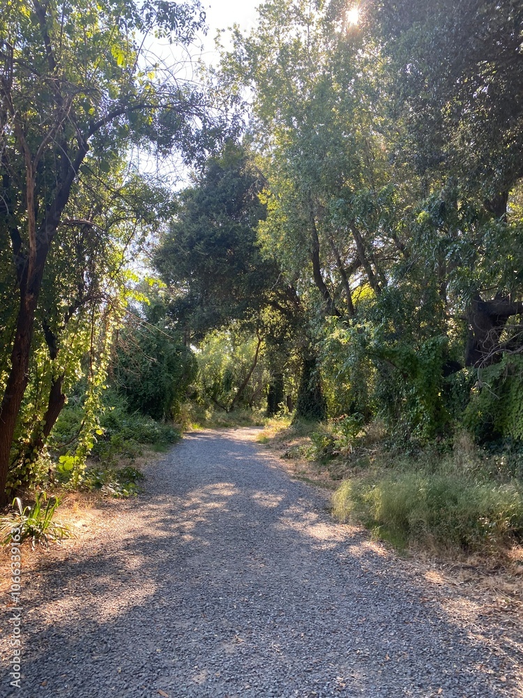 Fototapeta premium Hidden Path