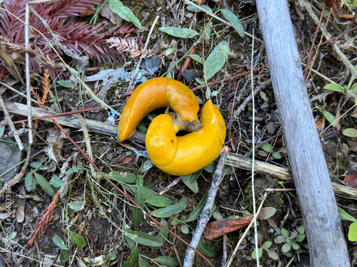 Close-Up of Banana Slugs (Ariolimax columbianus) in Big Basin Redwoods State Park, Santa Cruz County, California – Wildlife and Nature. photo