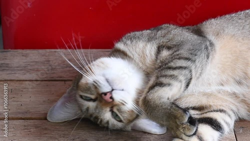 Sleepy little Tabby cat on her day nap.