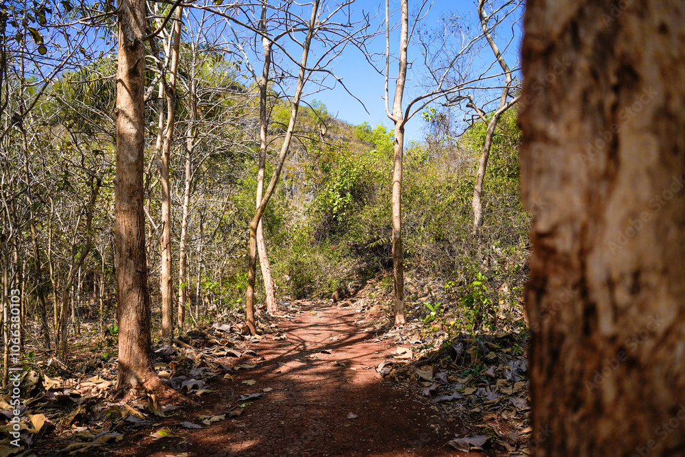 Fototapeta premium Trees in the forest