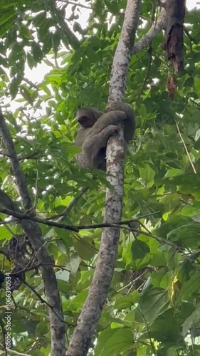 Sloth in a tree
