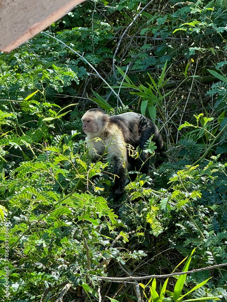 Obraz premium exotic monkey sitting on a tree