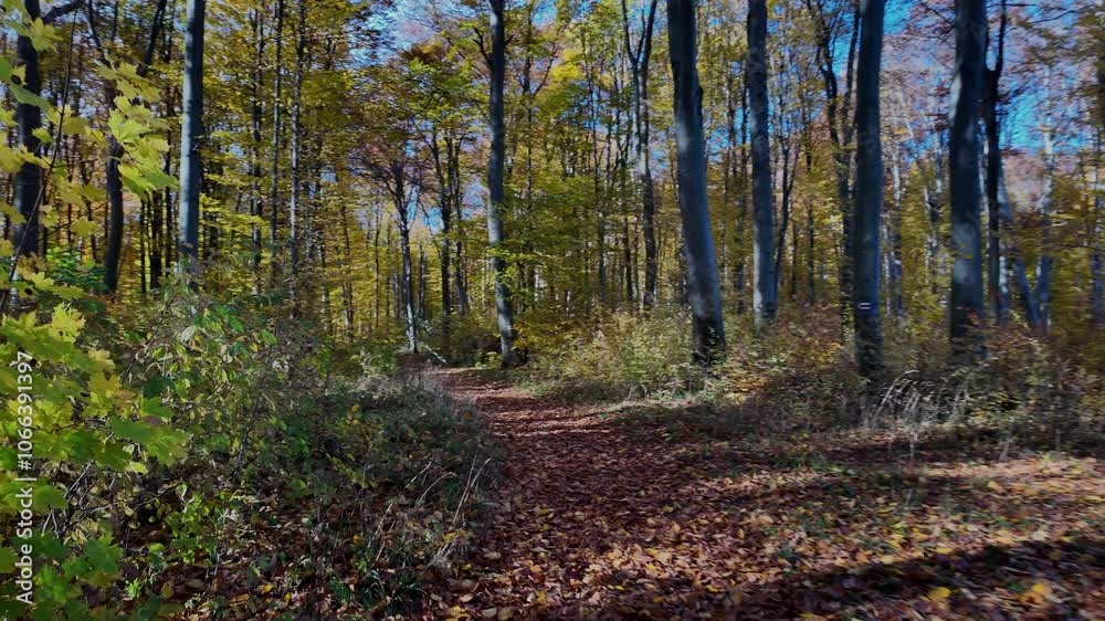 Autumn Forest Path with Sunlit Foliage Autumn Forest Path with Sunlit Foliage