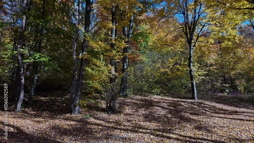 Wallpaper Mural Autumn Forest with Sunlight and Shadows on Fallen Leaves Torontodigital.ca