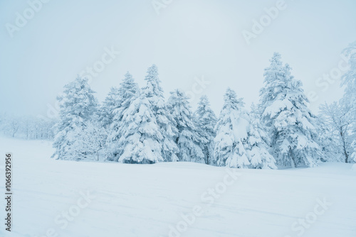 Wallpaper Mural View of Snow monster in Winter day at Mount Zao, Yamagata prefecture, Japan. powder snow covered in frosty weather. Travel, Adventure and Vacation background Torontodigital.ca