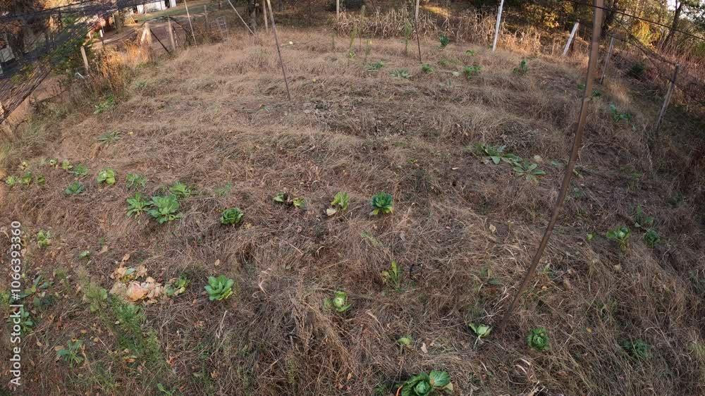 Time lapse of cage free chickens walking into vegetable garden full of withered overgrown weeds and plants remains. Animals start feeding weeding out garden pulverizing and fertilizing soil Time lapse of cage free chickens walking into vegetable garden full of withered overgrown weeds and plants remains. Animals start feeding weeding out garden pulverizing and fertilizing soil