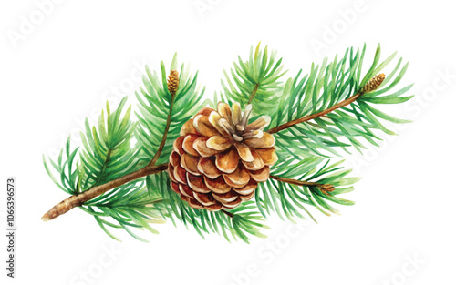 christmas watercolor pine branch with cone vector image