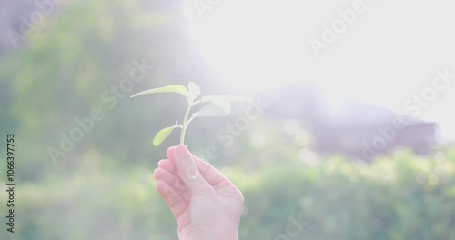 Woman's hand is holding a seedling ready to be planted with sunlight and a lush green forest behind. Plant trees for a world. Panning video. Concept about Agriculture, Environment, Nature, eco. 4K.