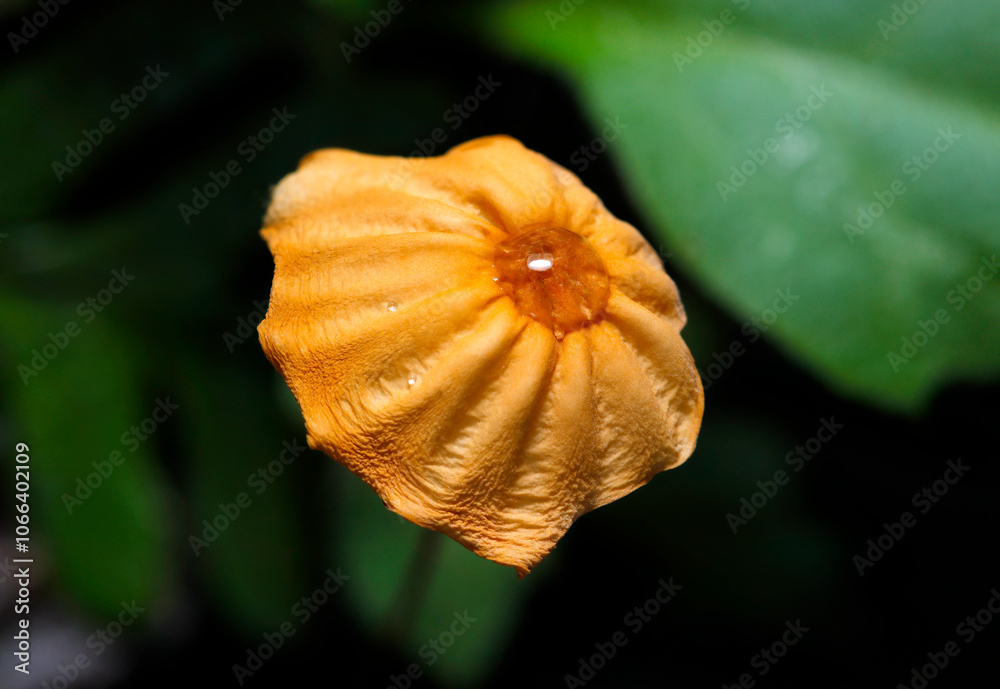 Fototapeta premium 雨粒がてっぺんに載った飴色ハリガネオチバタケのかわいいパラソル風の笠(ストロボ+マクロ撮影)