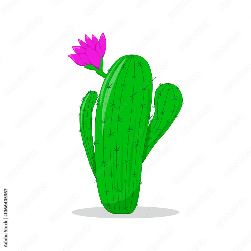 Cactus, spiny, with a bud, alone, isolated on white. Vector plant, botanical illustration. Decoration, decorative element. Cactus, spiny, with a bud, alone, isolated on white. Vector plant, botanical illustration. Decoration, decorative element.