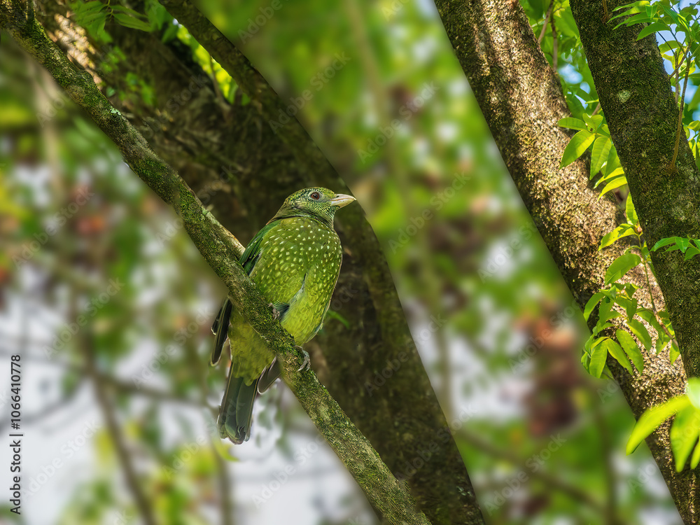 Fat Green Cat Bird Sits On Angled Branch Fat Green Cat Bird Sits On Angled Branch
