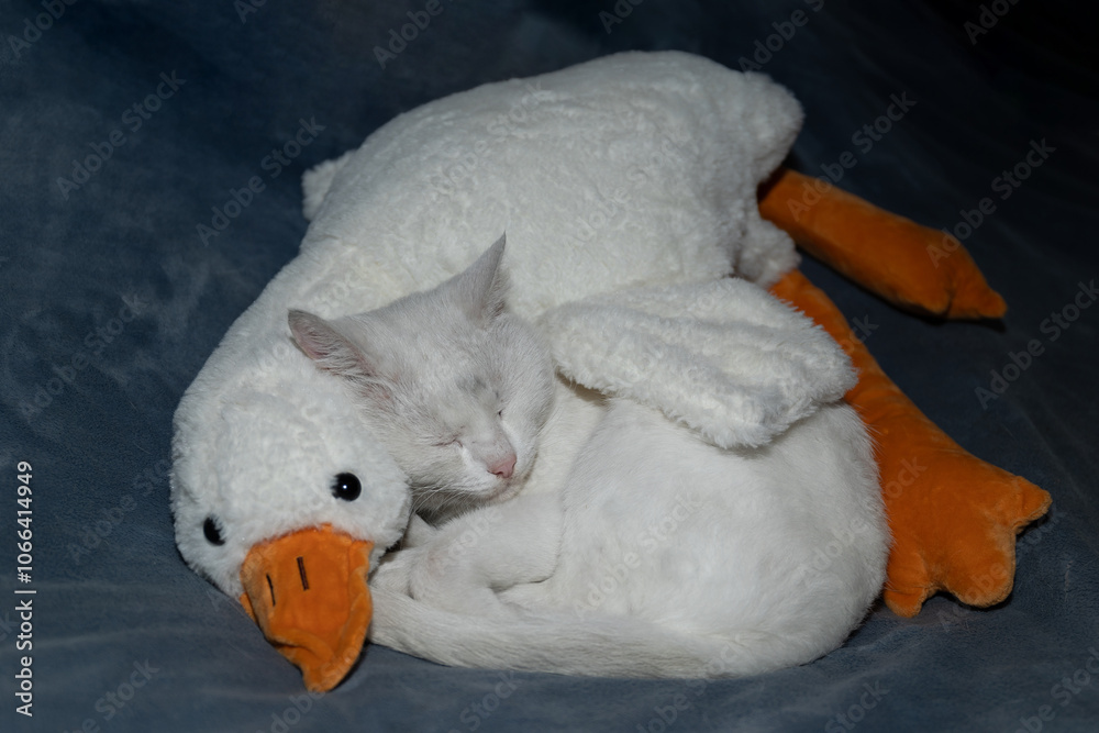 A cat is comfortably curled up with a fluffy goose plush toy, perfectly showcasing their adorable companionship A cat is comfortably curled up with a fluffy goose plush toy, perfectly showcasing their adorable companionship