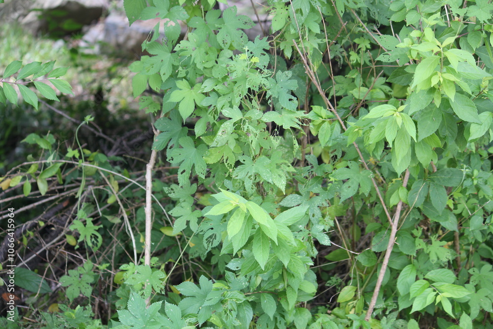 Image of the blooming ginseng vines on the Daecheongcheon Stream trail Image of the blooming ginseng vines on the Daecheongcheon Stream trail