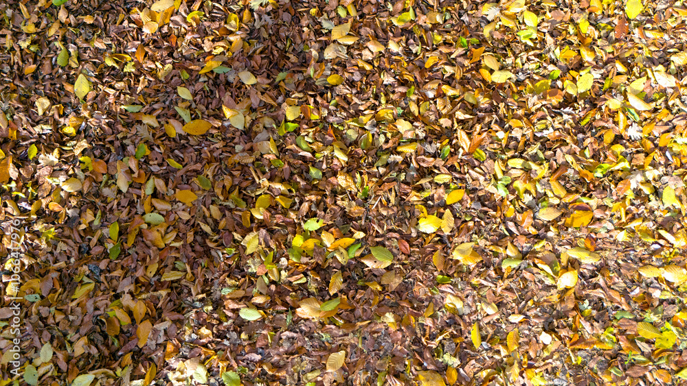 Wallpaper autumn leaves, background with autumn Wallpaper autumn leaves, background with autumn