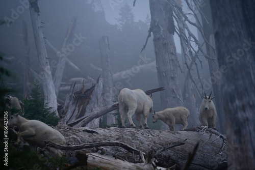 Mountain goats on a burnt tree in mist. Mystical mood close to santiam pass, oregon. Young mountain goats.