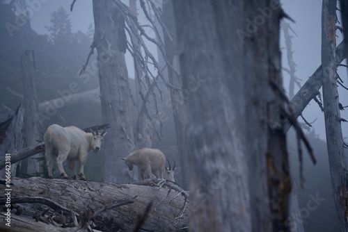 Mountain goats on a burnt tree in mist. Mystical mood close to santiam pass, oregon. Young mountain goats.