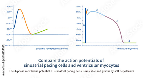 The 4-phase membrane potential of sinoatrial node pacing exhibits spontaneous depolarization, while the 4-phase membrane potential of ventricular myocytes remains stable.