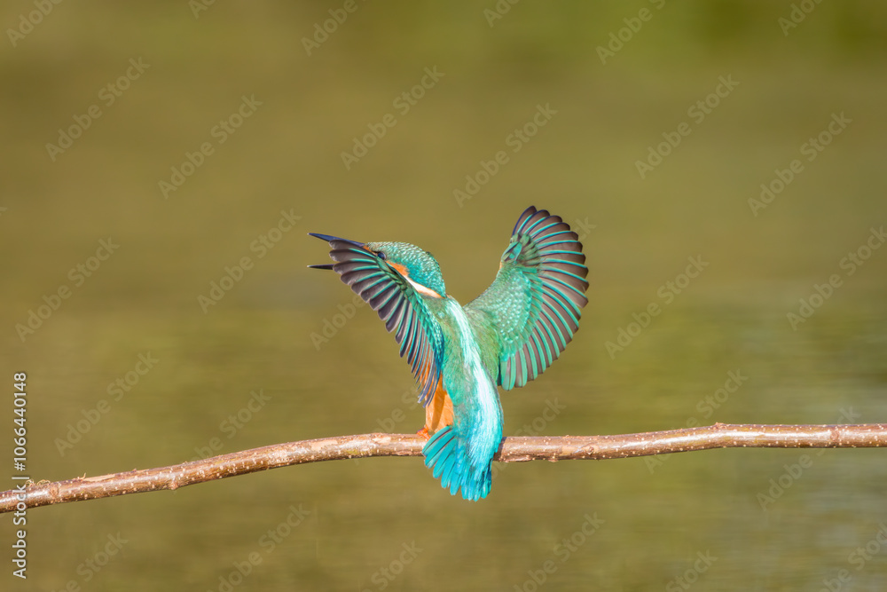custom made wallpaper toronto digitalThe common kingfisher (Alcedo atthis) wetlands birds's , female