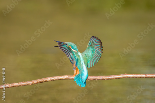 Wallpaper Mural The common kingfisher (Alcedo atthis) wetlands birds's , female Torontodigital.ca