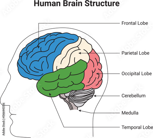 Human Brain Structure Science Design Vector Illustration Diagram