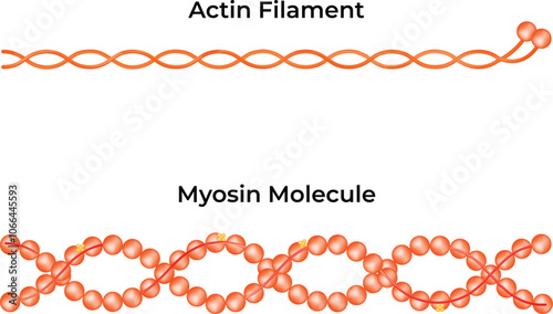 Actin Filament Myosin Molecule Science Design Vector Illustration Diagram