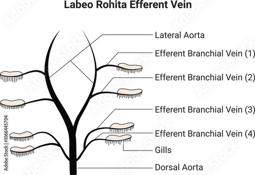 Labeo Rohita Efferent Vein Science Design Vector Illustration Diagram