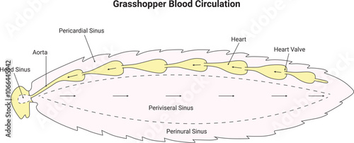 Grasshopper Blood Circulation Science Design Vector Illustration Diagram