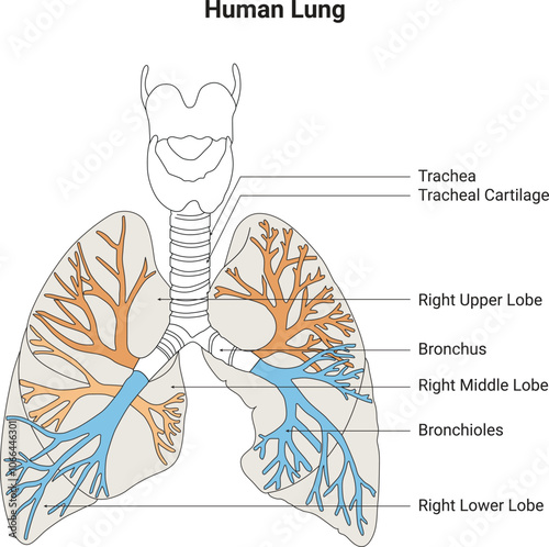 Human Lung Science Design Vector Illustration Diagram