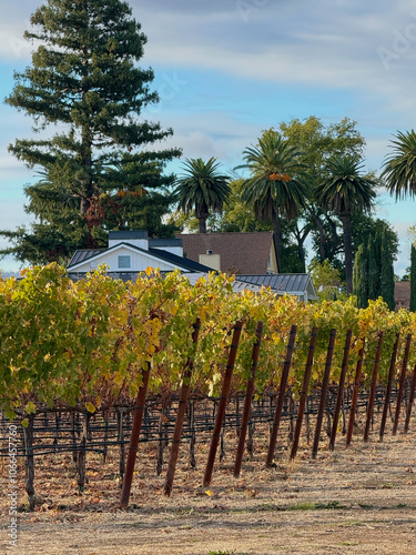 Napa Vineyard on a Sunny Fall Afternoon