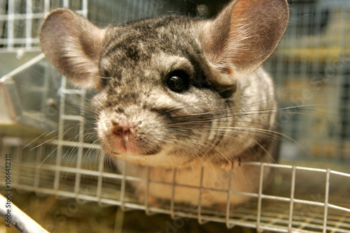 Little gray chinchilla in chinchilla farm. Gray little chinchilla in a cage. Chinchilla portrait
